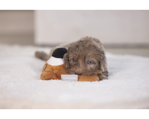 Ein Welpe liegt auf einem Teppich und kuschelt mit einem Stofftier.