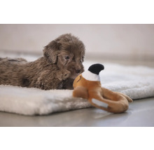 Ein brauner Pudelwelpe liegt auf einer weichen Decke und schaut aufmerksam auf ein Spielzeug.