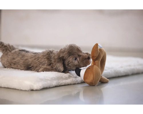 Brauner Welpe mit Spielzeug auf einer weichen Unterlage