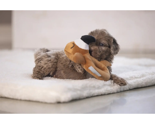 Ein brauner Welpe liegt auf einer weißen Decke und spielt mit einem Stofftier.