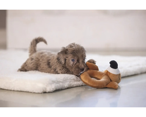Ein Welpe liegt auf einer weichen Decke und spielt mit einem Stofftier.