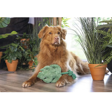 Hund liegt mit einem Spielzeugblatt umgeben von Zimmerpflanzen auf dem Boden.