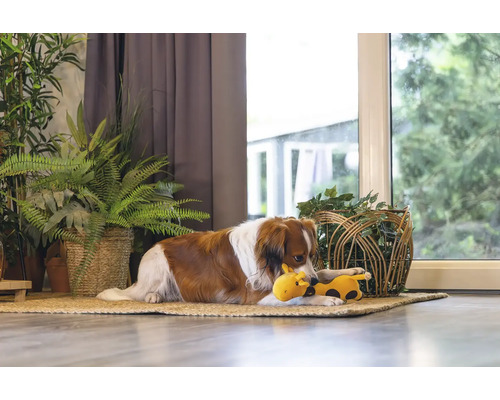 Hund liegt mit einem Spielzeug auf einem Teppich vor dem Fenster