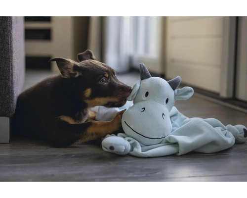 Ein Welpe interagiert mit einem Stofftier.