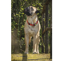 Bullmastiff mit rotem Halsband im Freien