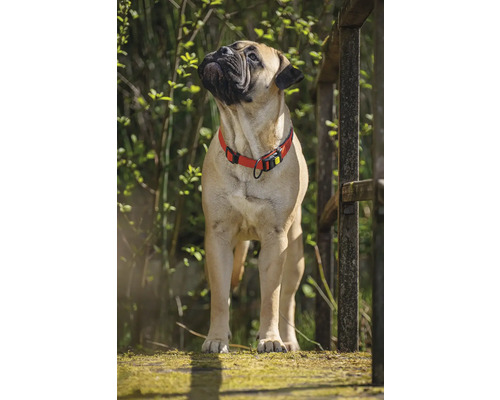 Bullmastiff mit rotem Halsband im Freien