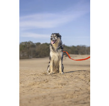 Hund mit Leine sitzt im Freien