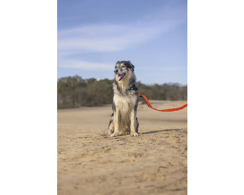 Hund mit Leine sitzt im Freien