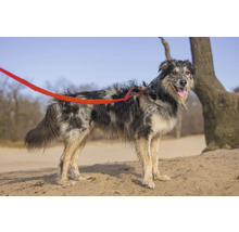 Border Collie mit roter Leine im Freien