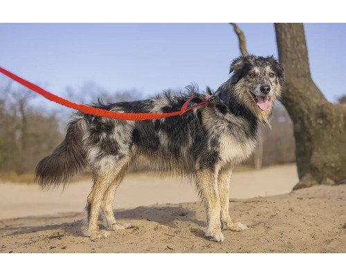 Border Collie mit roter Leine im Freien
