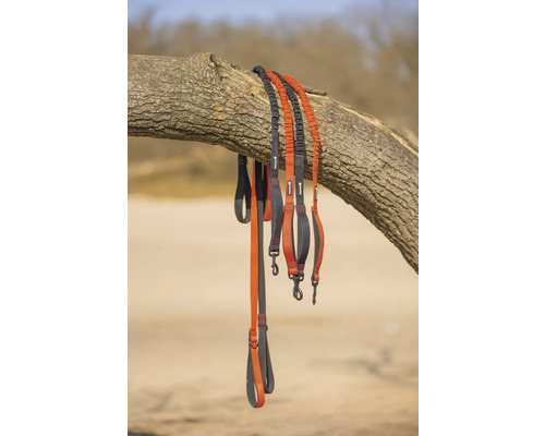 Mehrere Hundeleinen hängen an einem Baumstamm.