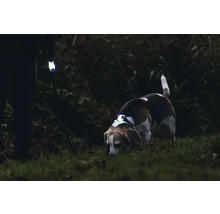 Hund mit LED-Halsband und Besitzer mit LED-Leine im Dunkeln