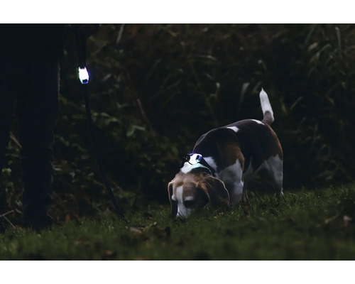 Hund mit LED-Halsband und Besitzer mit LED-Leine im Dunkeln