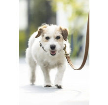 Jack Russell Terrier an der Leine