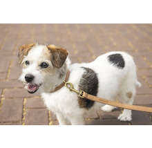 Jack-Russell-Terrier mit Halsband und Leine