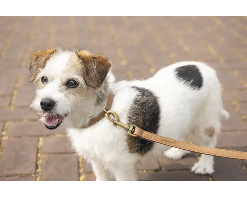 Jack-Russell-Terrier mit Halsband und Leine