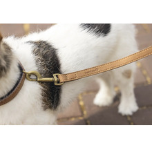 Hund mit Hundeleine und Halsband