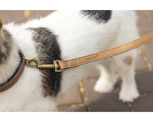 Hund mit Hundeleine und Halsband