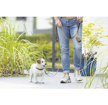 Ein Jack Russell Terrier an der Leine mit Kotbeutelspender beim Gassigehen.