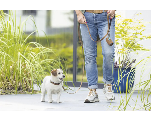 Ein Jack Russell Terrier an der Leine mit Kotbeutelspender beim Gassigehen.