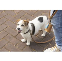 Ein Jack Russell Terrier an der Leine mit einem Kotbeutelspender am Bein des Besitzers.