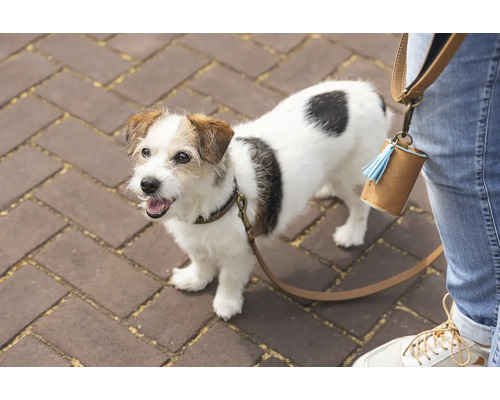 Ein Jack Russell Terrier an der Leine mit einem Kotbeutelspender am Bein des Besitzers.