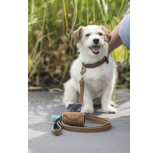 Hund mit Halsband und Leine sowie Kotbeutelspender