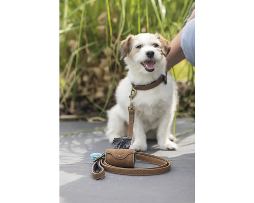 Hund mit Halsband und Leine sowie Kotbeutelspender