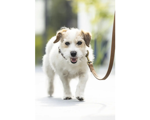 Jack Russell Terrier mit Hundeleine