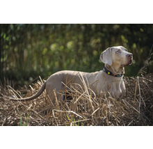 Weimaraner Hund mit Halsband steht im Gras
