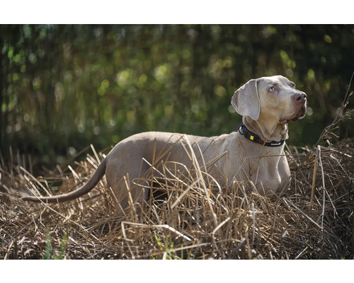 Weimaraner Hund mit Halsband steht im Gras