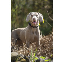 Weimaraner Hund mit Halsband im Freien