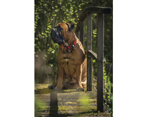 Ein Bullmastiff mit Halsband sitzt auf einer Holzbrücke