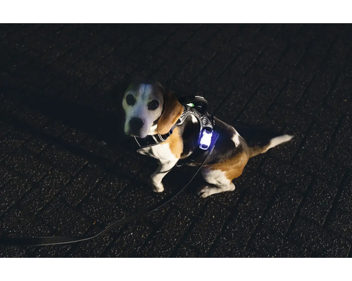 Hund mit Leuchtweste und Leine