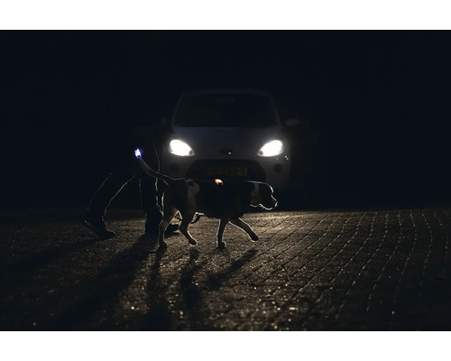 Hund mit Sicherheitslicht und Besitzer bei Nacht