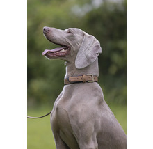 Porträt eines Weimaraner Hundes mit Halsband