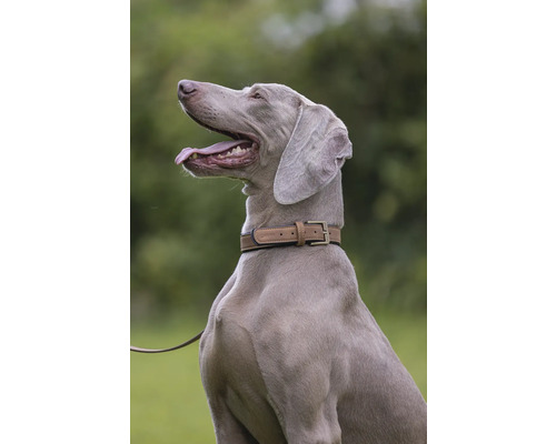 Weimaraner mit Hundehalsband