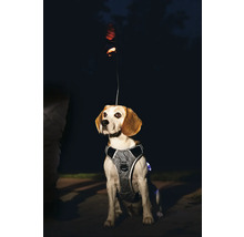 Hund mit reflektierendem Geschirr und Leine bei Nacht