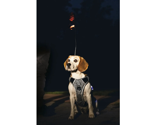 Hund mit reflektierendem Geschirr und Leine bei Nacht