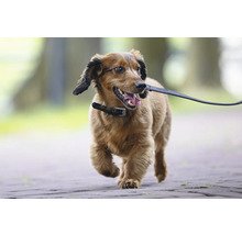 Hund mit Halsband und Leine auf einem Spaziergang