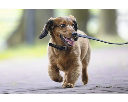 Hund mit Halsband und Leine auf einem Spaziergang
