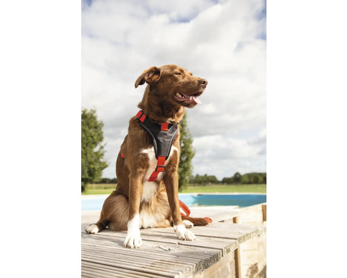 Ein brauner Hund mit einem schwarzen und roten Hundegeschirr sitzt auf einer Holzterrasse.