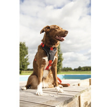 Brauner Hund mit Hundegeschirr sitzt auf einer Holzterrasse