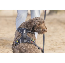 Brauner Hund trägt ein Hundegeschirr