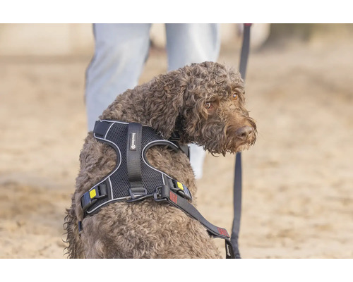 Brauner Hund trägt ein Hundegeschirr