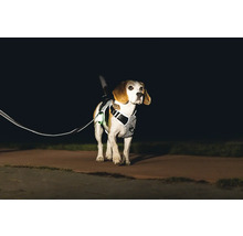 Hund mit reflektierendem Geschirr und Leine bei Nacht