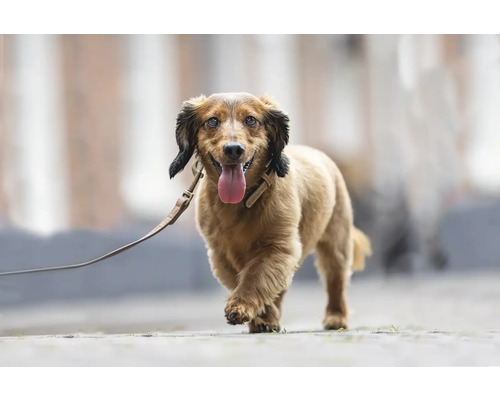 Dackel mit Leine beim Spaziergang