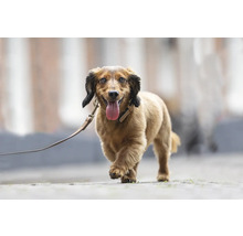 Dackel an der Leine beim Spaziergang