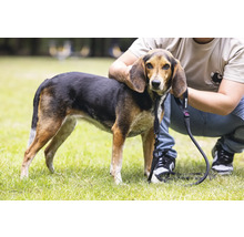 Hund mit Leine im Freien