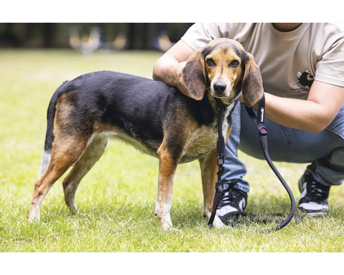 Hund mit Leine im Freien